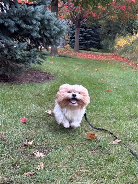 Petey image 1