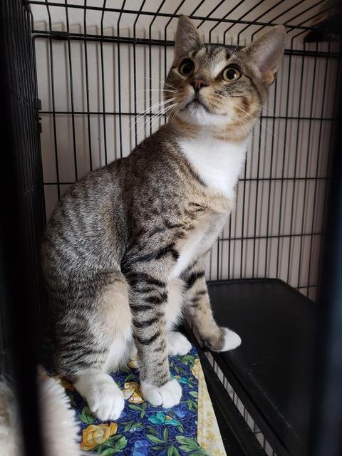 adoptable Cat in Sprakers, NY named Frisco