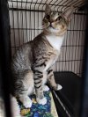 adoptable Cat in sprakers, NY named Frisco