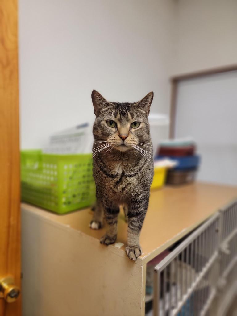 adoptable Cat in Sprakers, NY named Jake