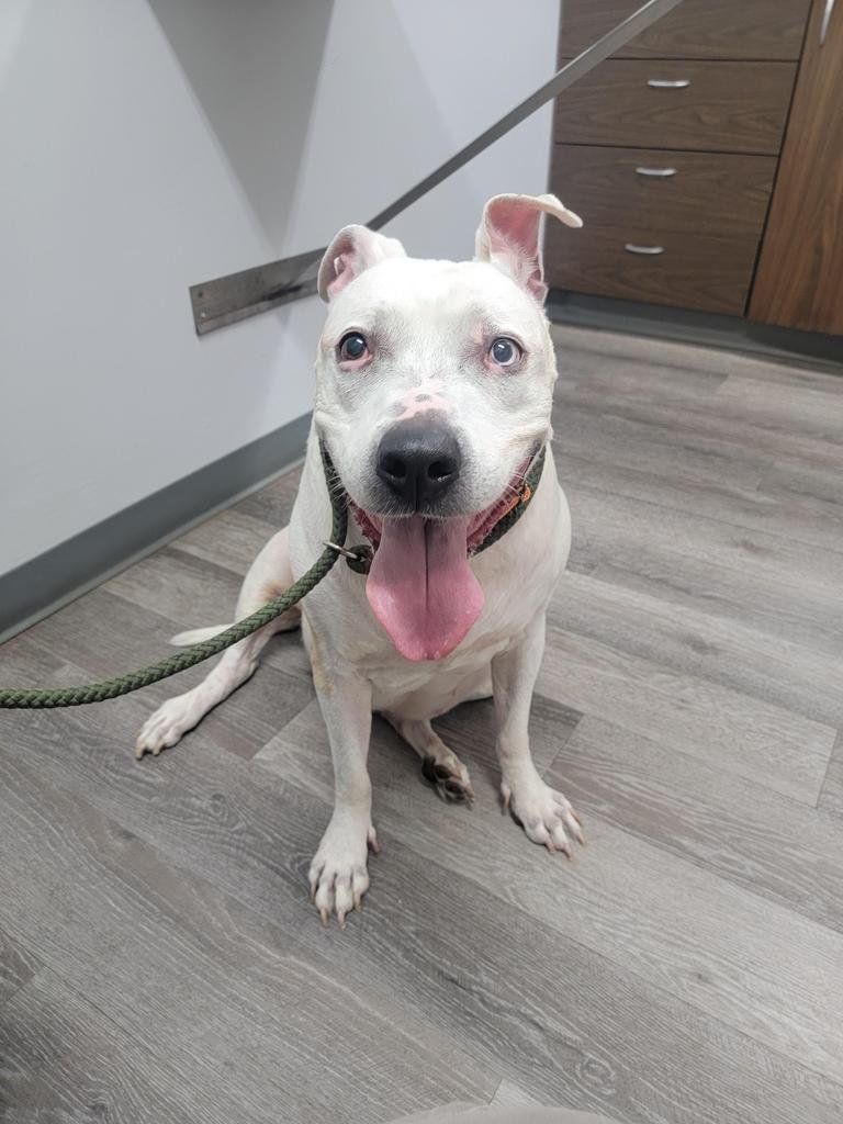 Dog for Adoption - Luna, a Pit Bull Terrier in Albany, NY | Alpha Paw