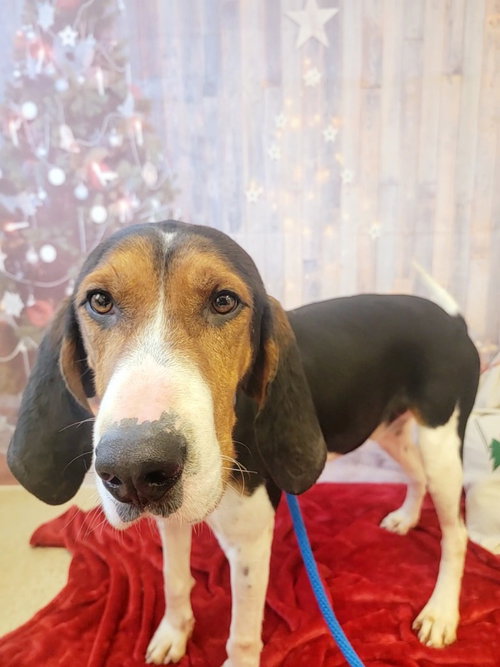 NICHOLAS - Treeing Walker Coonhound available for adoption
