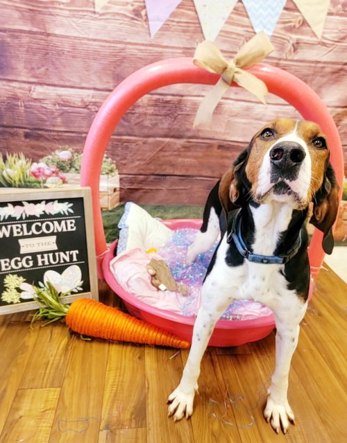 NICHOLAS - Treeing Walker Coonhound available for adoption