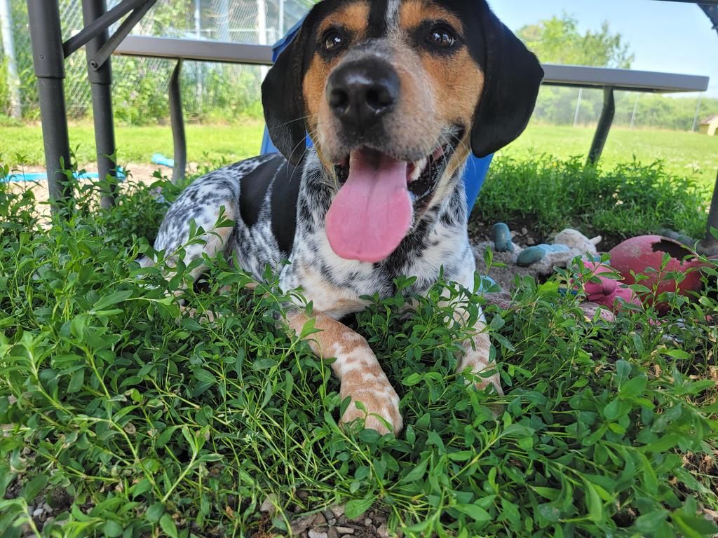 adoptable Dog in Sprakers, NY named Ranger