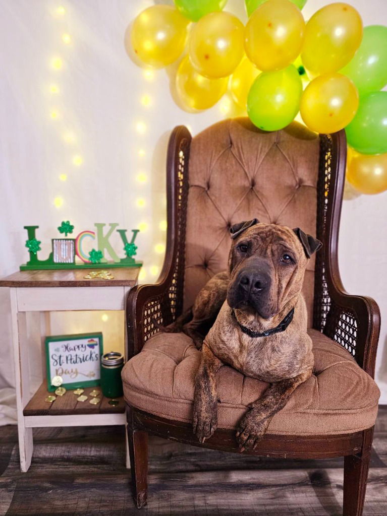 adoptable Dog in Sprakers, NY named Angus