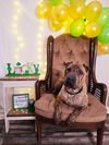 adoptable Dog in  named Angus