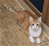 adoptable Cat in sprakers, NY named Gordon
