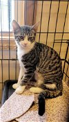 adoptable Cat in sprakers, NY named Gail