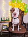 adoptable Dog in  named Carlos