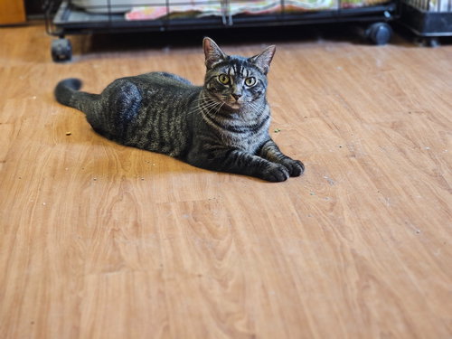 CAROLINE - Domestic Short Hair available for adoption