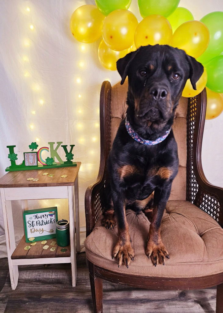 adoptable Dog in Sprakers, NY named Cindy Lou