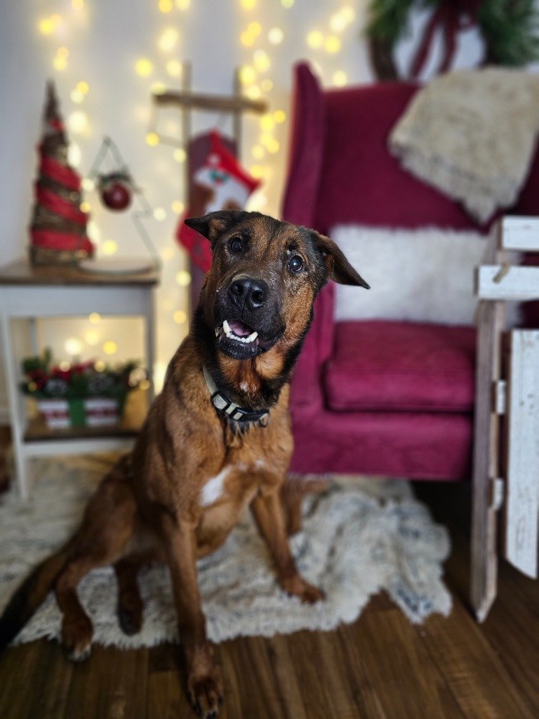 adoptable Dog in Sprakers, NY named Peyton