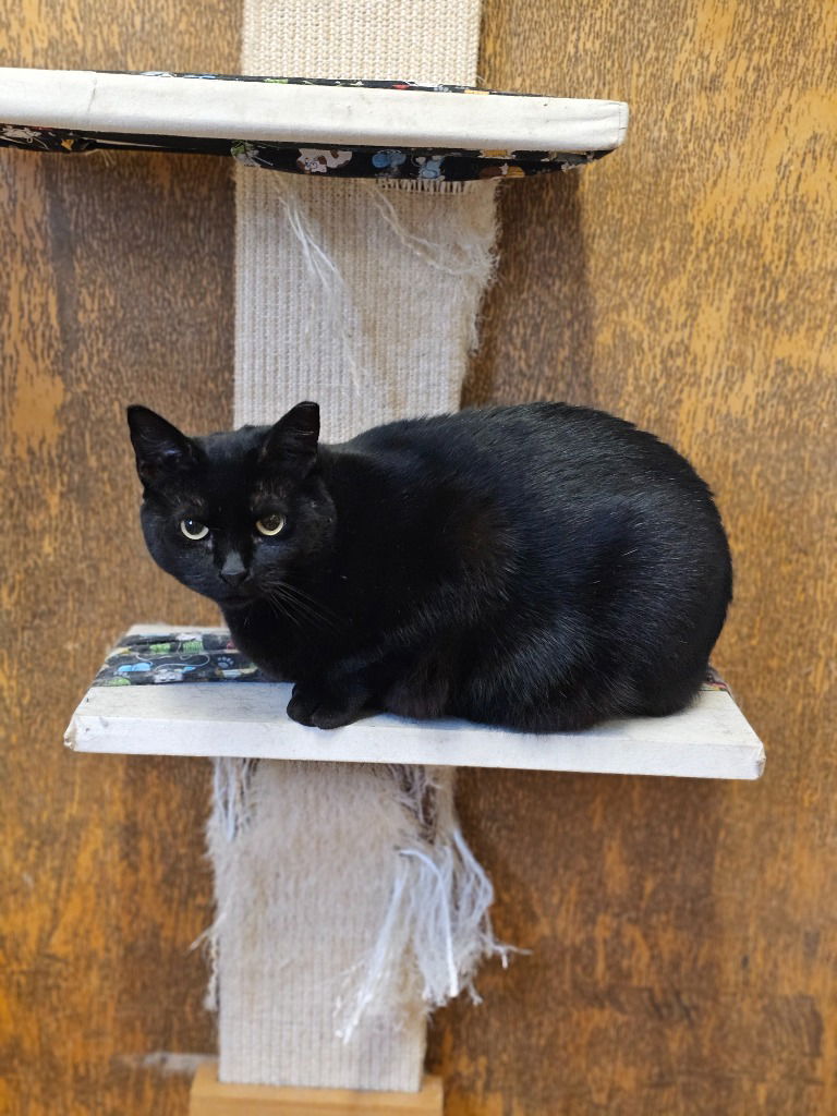 adoptable Cat in Sprakers, NY named Karen