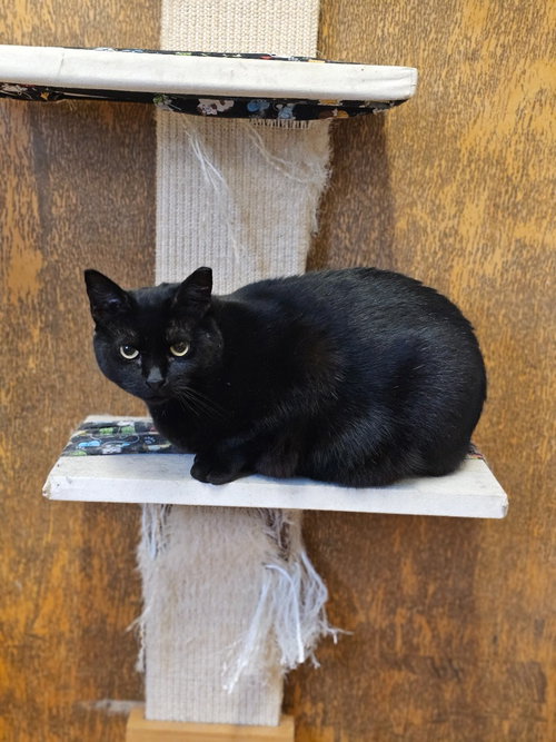 KAREN - Domestic Short Hair available for adoption