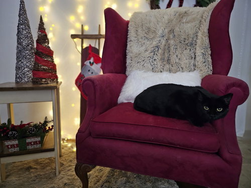 KAREN - Domestic Short Hair available for adoption