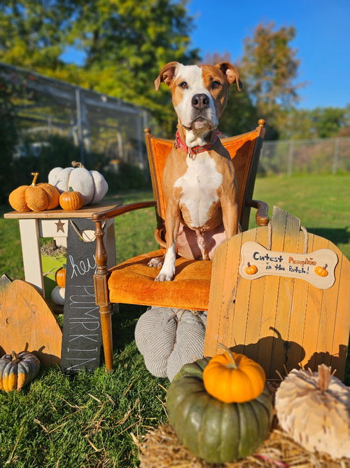 CEASAR - Pit Bull Terrier / Terrier available for adoption