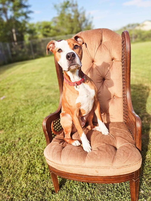 CEASAR - Pit Bull Terrier / Terrier available for adoption