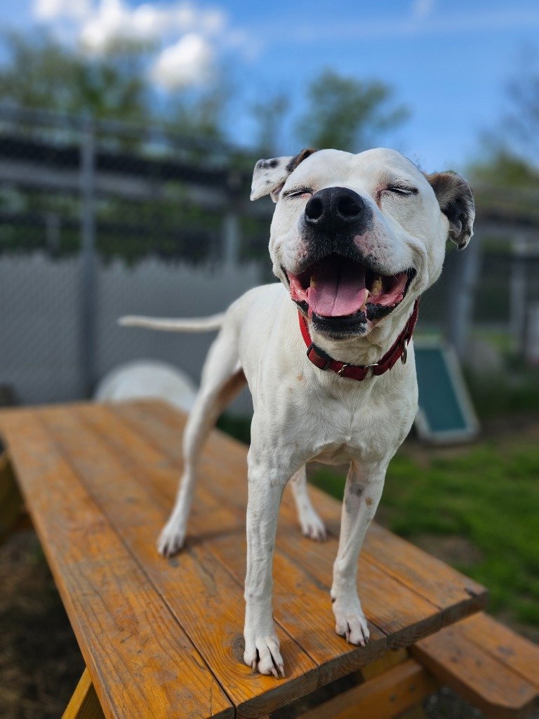 adoptable Dog in Sprakers, NY named Ronan