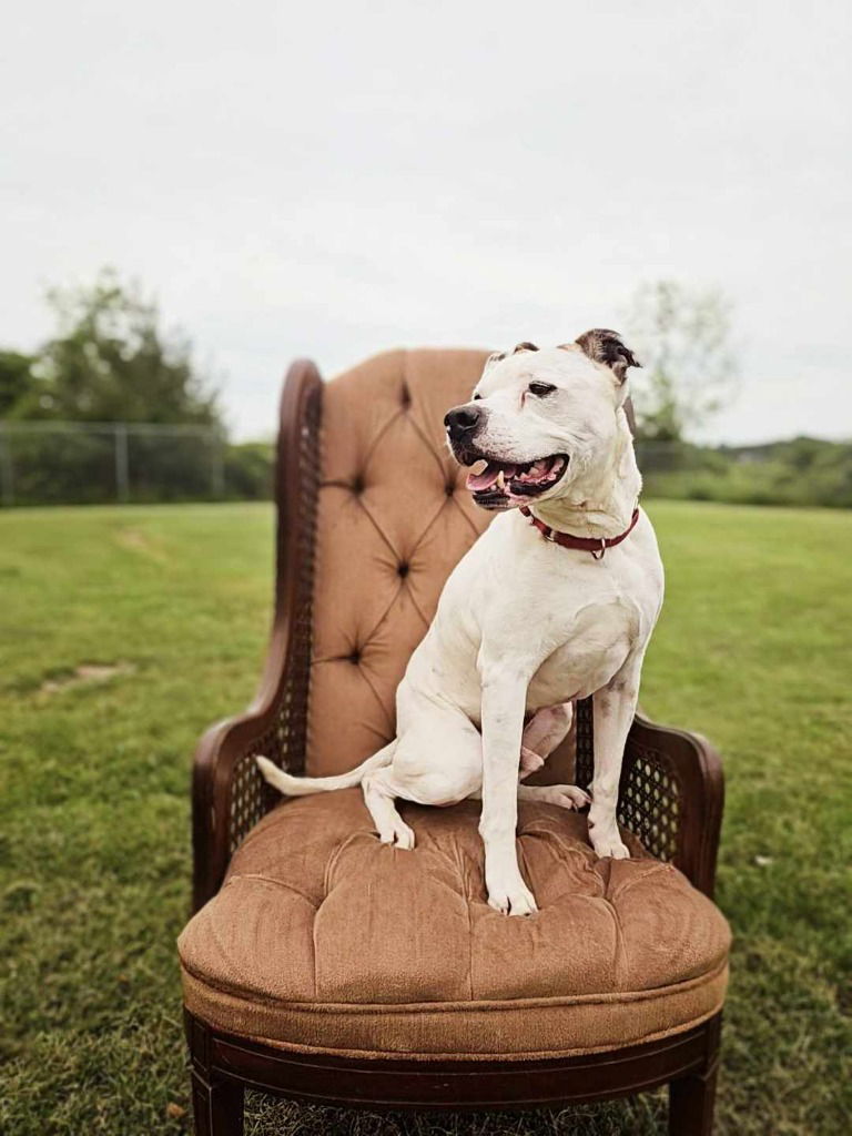 adoptable Dog in Sprakers, NY named Ronan