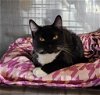 adoptable Cat in sprakers, NY named Jackson
