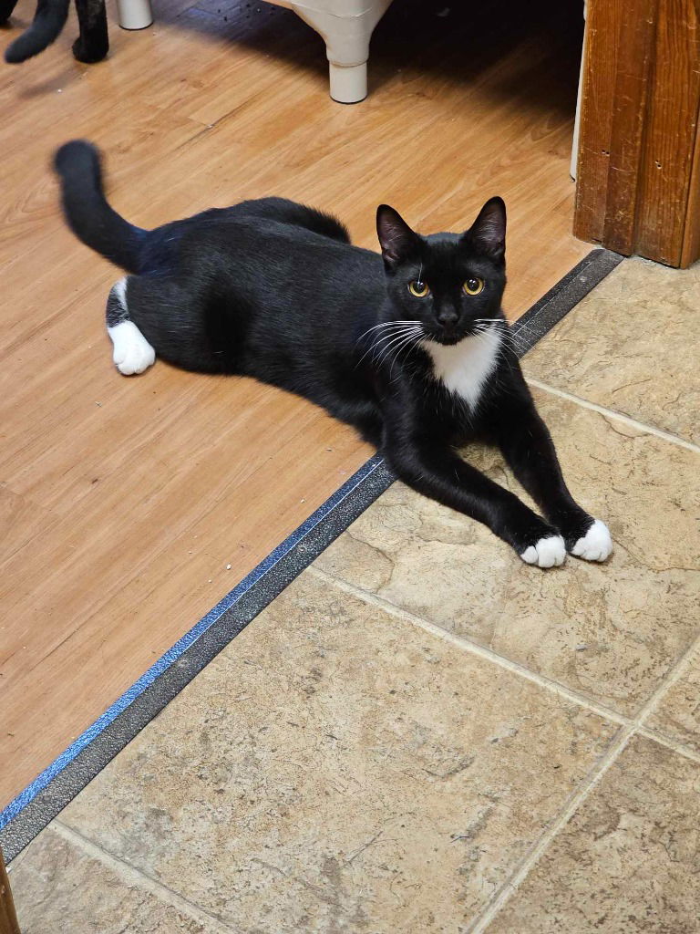 adoptable Cat in Sprakers, NY named Jackson