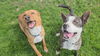 adoptable Dog in sprakers, NY named Zander