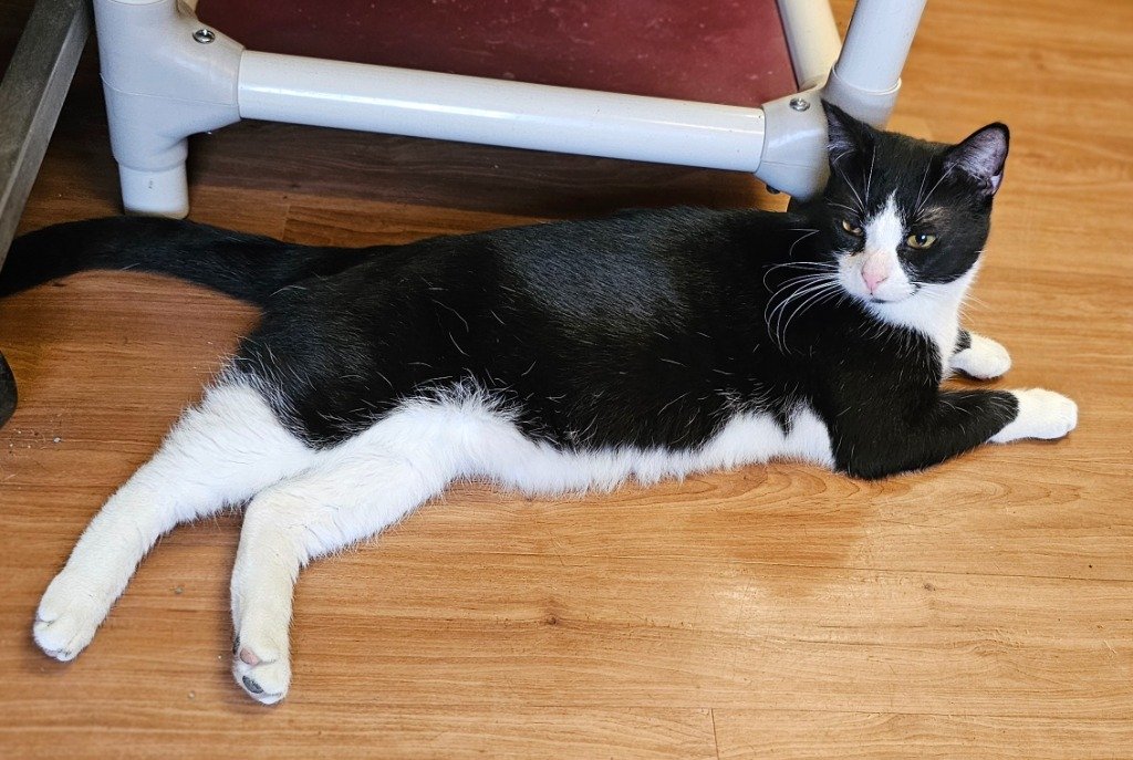 adoptable Cat in Sprakers, NY named Elliot