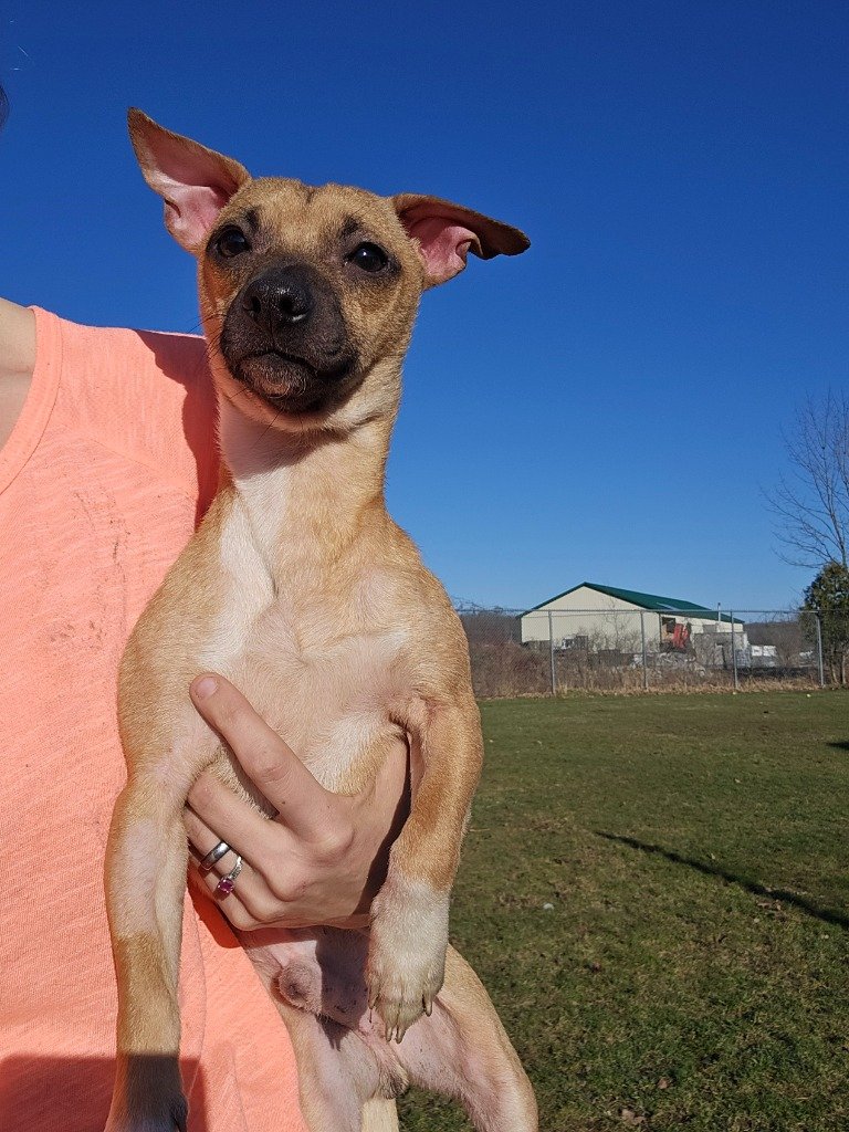 adoptable Dog in Sprakers, NY named Gambino