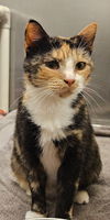 adoptable Cat in Sprakers, NY named Olivia