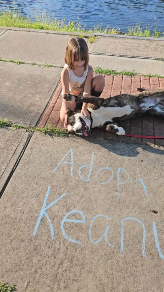 adoptable Dog in Sprakers, NY named Keanu