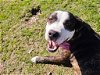 adoptable Dog in sprakers, NY named Keanu