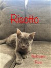 adoptable Cat in  named Risotto