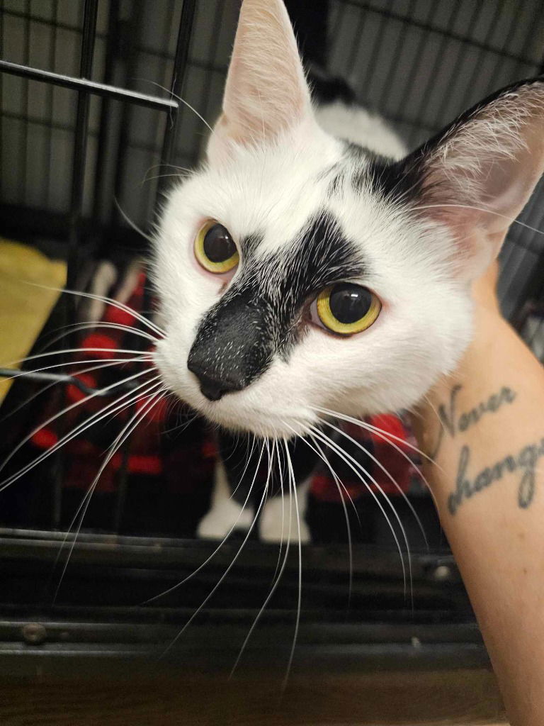 adoptable Cat in Sprakers, NY named Frankie