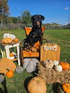 adoptable Dog in sprakers, NY named Trisha
