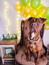 adoptable Dog in sprakers, NY named Reba