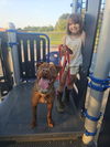 adoptable Dog in  named Reba