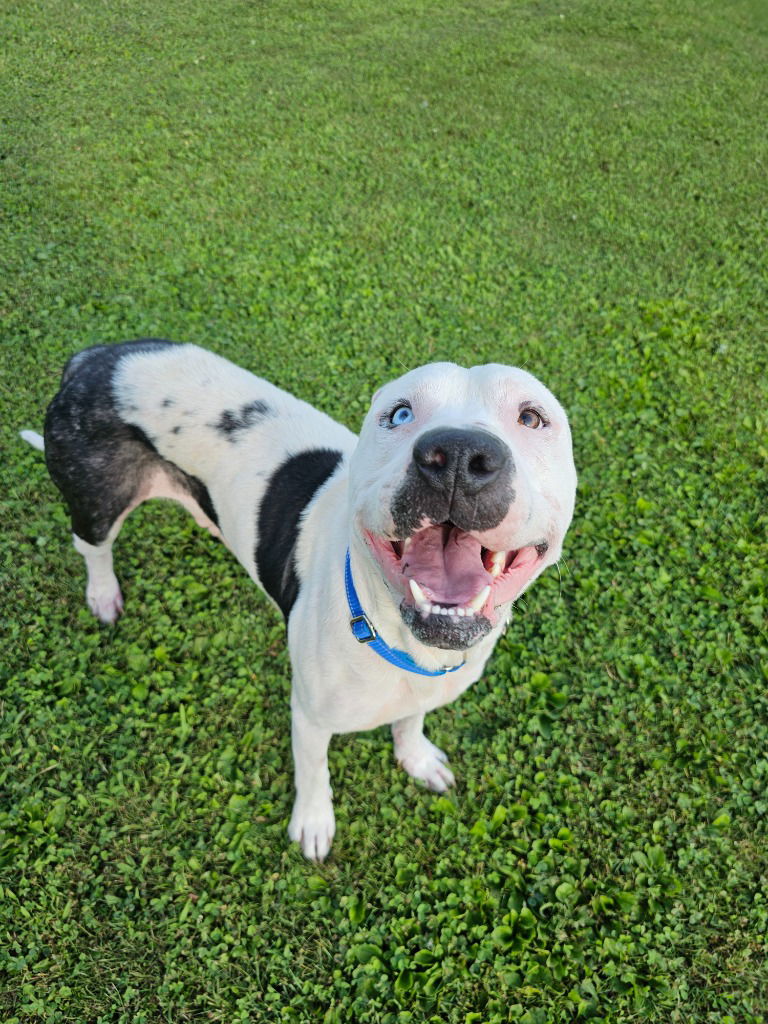 adoptable Dog in Sprakers, NY named Trace