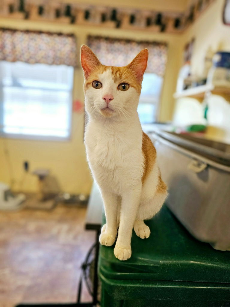 adoptable Cat in Sprakers, NY named Carter