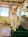 adoptable Cat in , NY named Carter