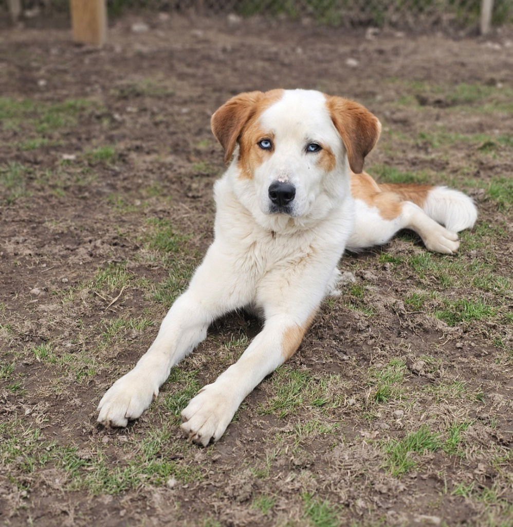 adoptable Dog in Sprakers, NY named Darius
