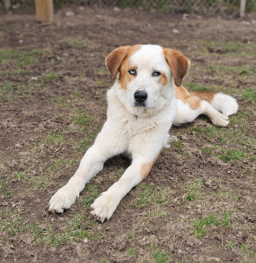 DARIUS - Husky / Saint Bernard available for adoption
