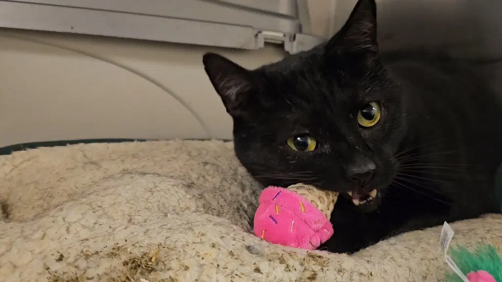 Finn - Domestic Short Hair