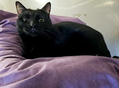 MELINDA - Domestic Short Hair available for adoption