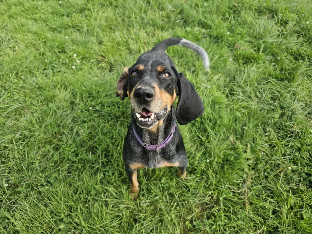 Blakely - Bluetick Coonhound