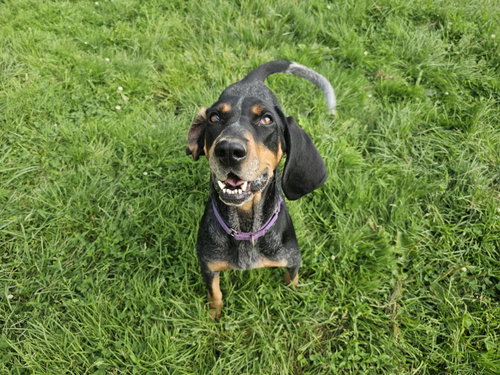 BLAKELY - Bluetick Coonhound available for adoption