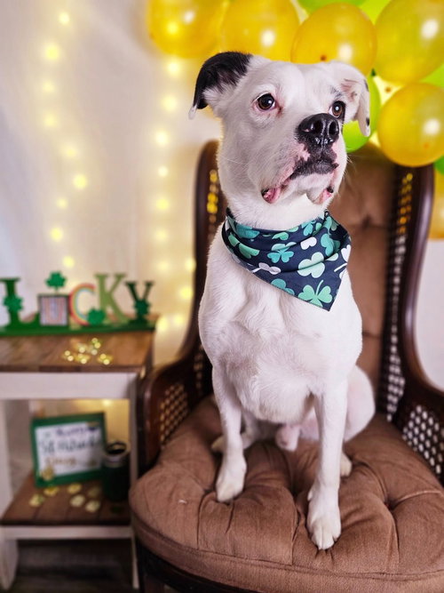 CODI - Boxer / Cavalier King Charles Spaniel available for adoption