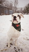 Codi - Photo 3