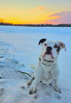 Codi - Photo 1