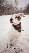 Codi - Photo 3