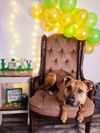 adoptable Dog in , NY named Dolly